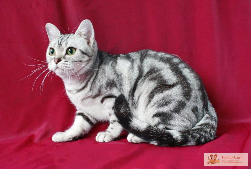 Фото 1/1. Американская короткошерстная кошка.
