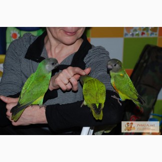 Говорящие ручные средние попугаи - лучший выбор для детей