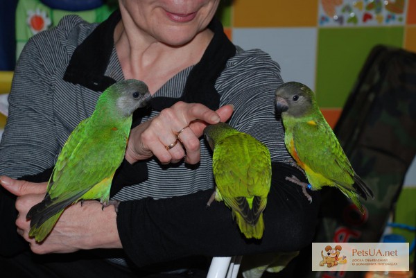 Фото 1/1. Говорящие ручные средние попугаи - лучший выбор для детей