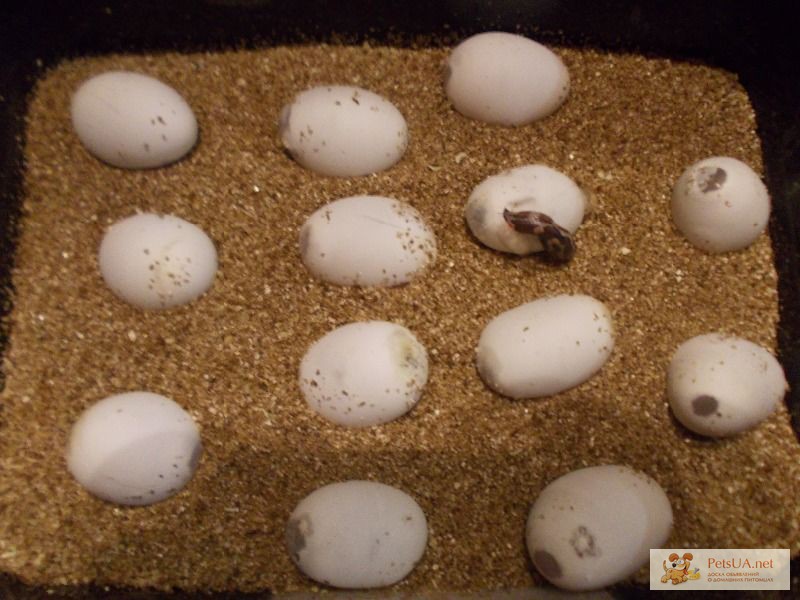 Фото 1/1. Рептилии инкубация яиц