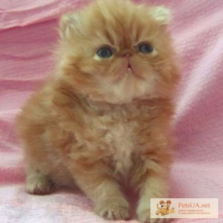 Персидские котята рыжики