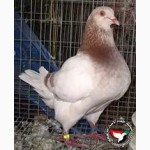 Продам мясных голубей
