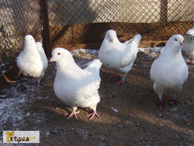 Фото 4. Продам мясных голубей