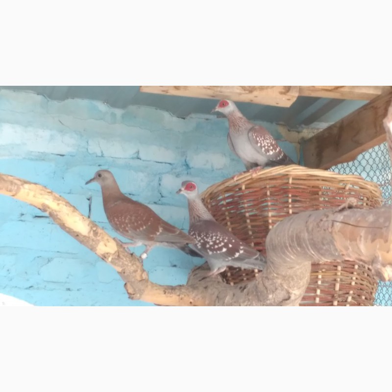 Гвинейские голуби(Гвинейские горлицы)