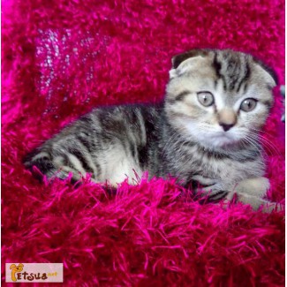 Продам красивого вислоухого котенка мраморного окраса