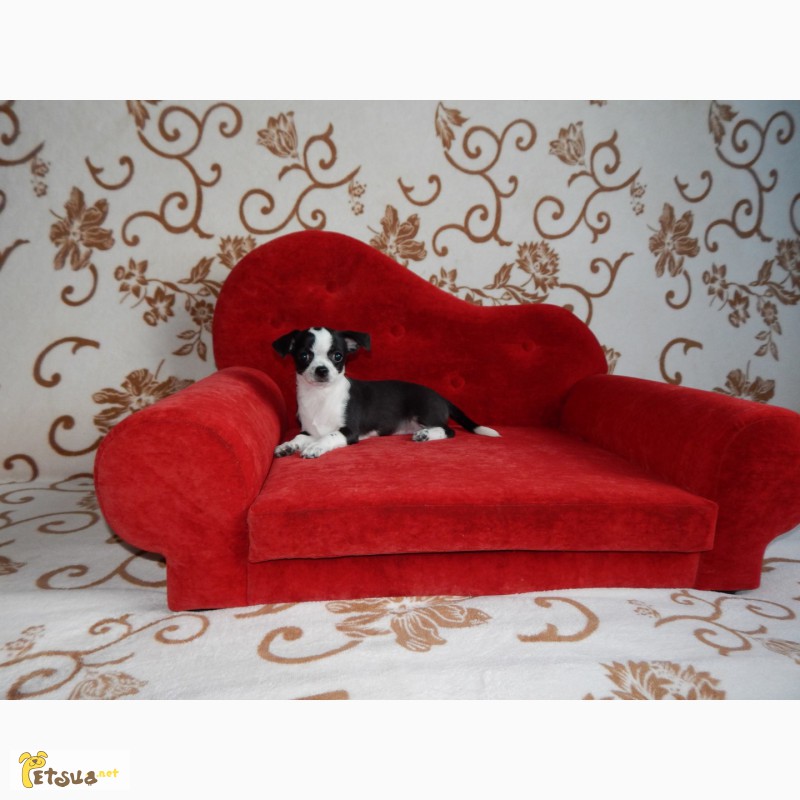 Фото 7. Ринговки, лежаки, диваны для собак