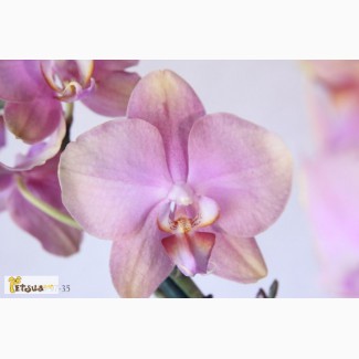 Орхидея удивительной расцветки