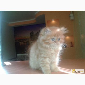 Продам рыжих персидских котят