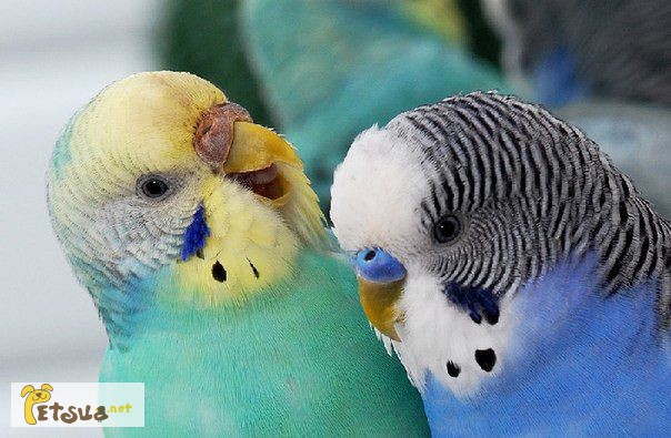 Волнистые попугайчики дешево
