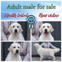 Видео) Идеальная собака для всех) Элит щенки лабрадора, золотистого голден ретривера