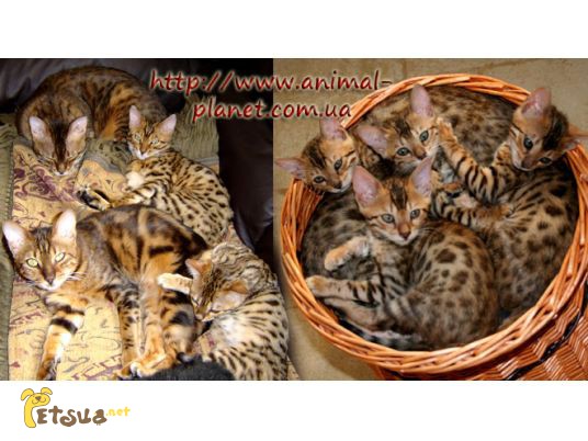 Фото 1/1. Совершенно очаровательные бенгальские котята шоу класса