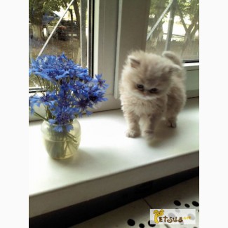 Надзвичайно чудове перське кошеня-дівчинка