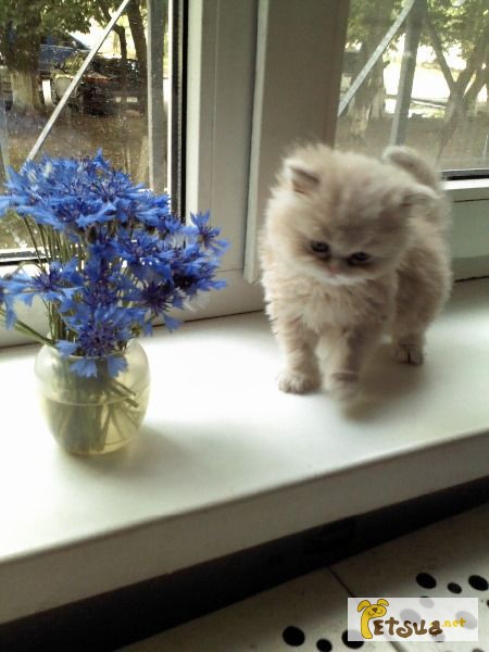 Надзвичайно чудове перське кошеня-дівчинка