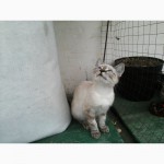 Тайские котята девочки ищут семью, 3 месяца, уникальный окрас и помесь с камышевым котом
