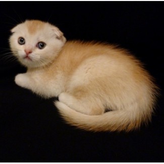 Продам необычайно редкого и красивого шотландского котенка скоттиш-фолд (Scottish Fold). М