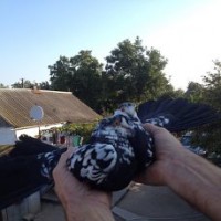 Продам голубей старой Херсонской породы летные