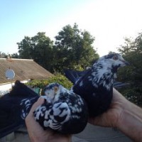 Продам голубей старой Херсонской породы летные