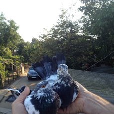 Фото 6. Продам голубей старой Херсонской породы летные