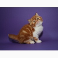 Котёнок-кошечка, экзотическая короткошерстная в окрасекрасная мраморная