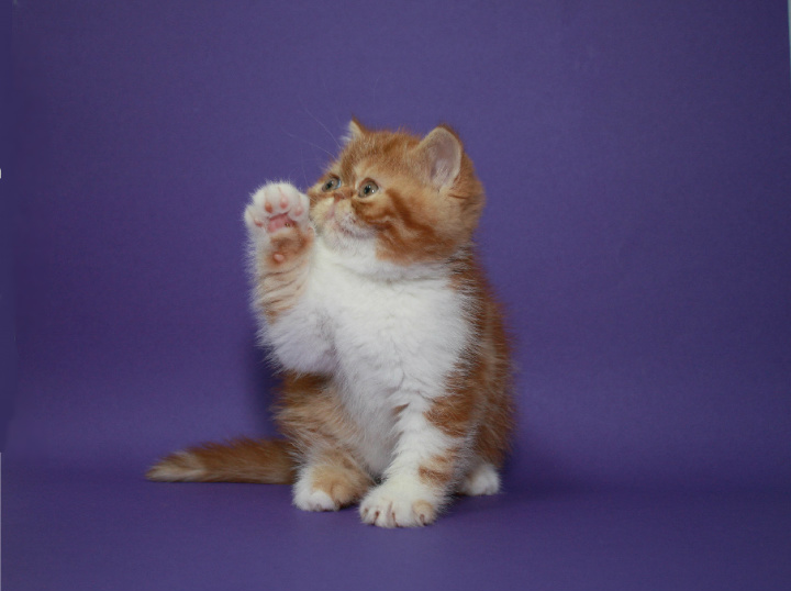 Фото 2. Котёнок-кошечка, экзотическая короткошерстная в окрасекрасная мраморная