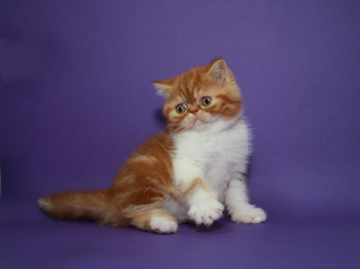Фото 4. Котёнок-кошечка, экзотическая короткошерстная в окрасекрасная мраморная