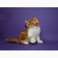 Котёнок-кошечка, экзотическая короткошерстная в окрасекрасная мраморная