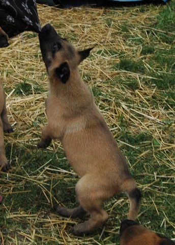 Фото 4. Продаются щенки бельгийской овчарки (малинуа)