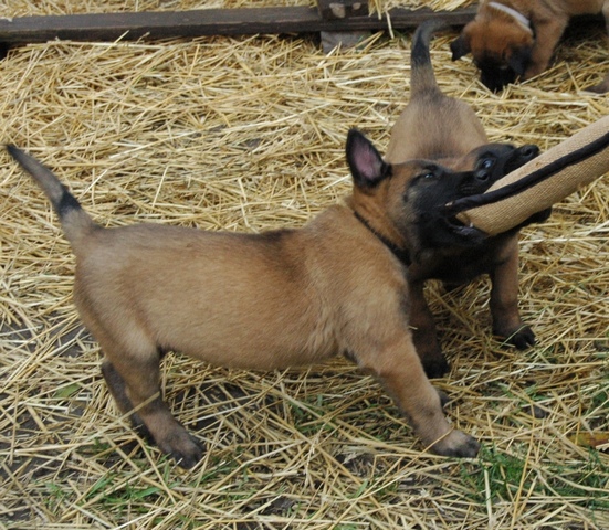 Фото 6. Продаются щенки бельгийской овчарки (малинуа)