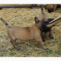 Продаются щенки бельгийской овчарки (малинуа)