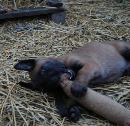 Фото 8. Продаются щенки бельгийской овчарки (малинуа)