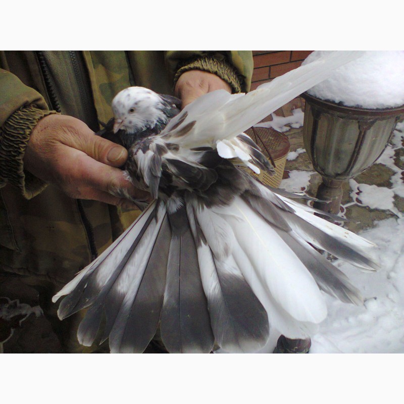 Фото 2. Продам Николаевских голубей