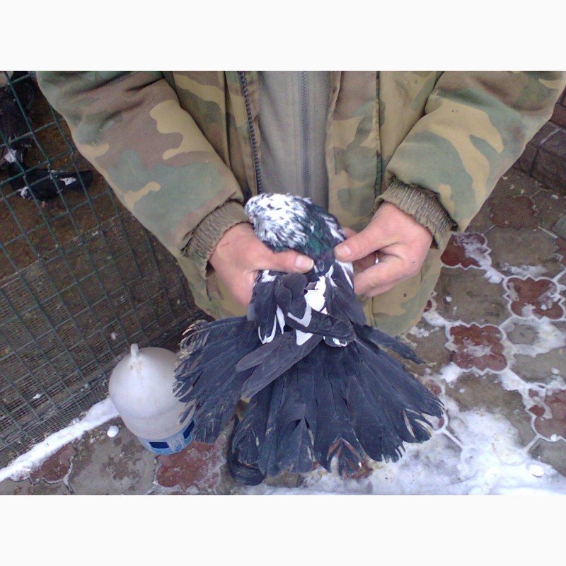 Фото 3. Продам Николаевских голубей