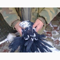 Продам Николаевских голубей