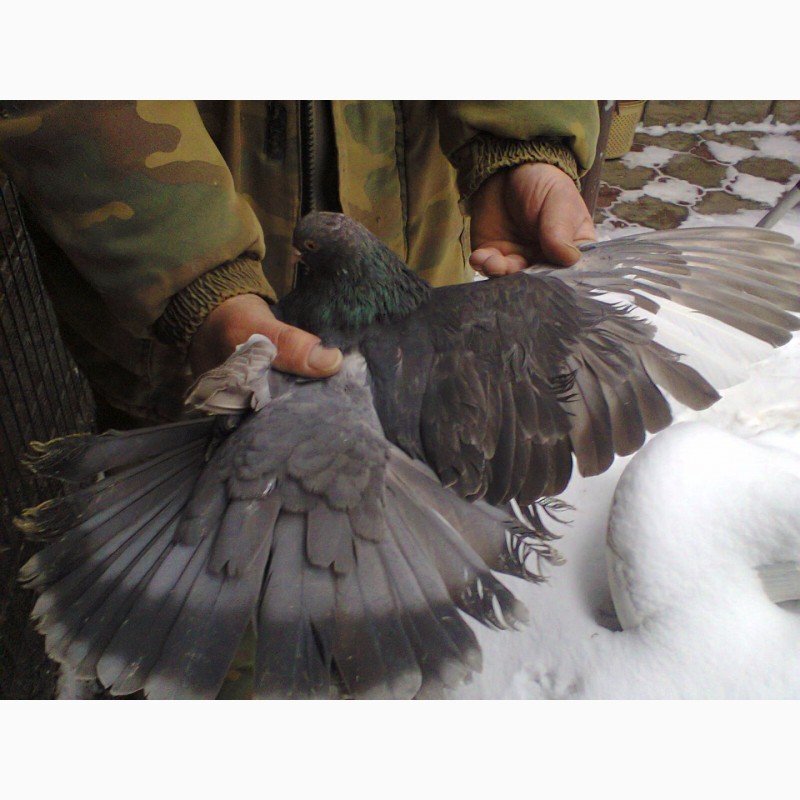 Фото 5. Продам Николаевских голубей