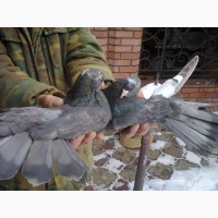 Продам Николаевских голубей