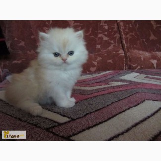 Персидский котенок в ласковые и заботливые руки