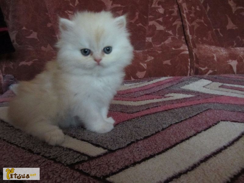Фото 1/1. Персидский котенок в ласковые и заботливые руки