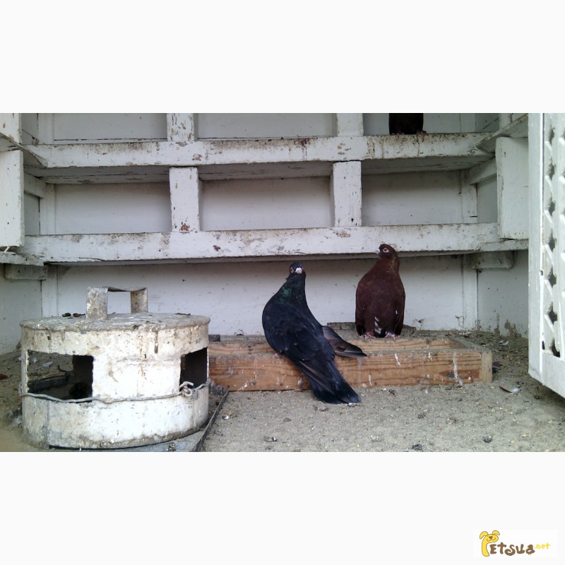 Фото 2. Николаевские голуби