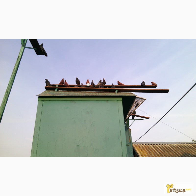 Фото 3. Николаевские голуби