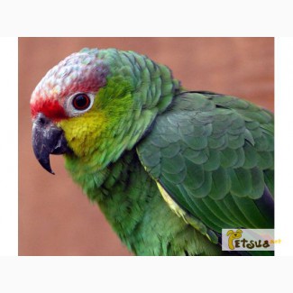Ручной говорящий попугай Амазон Red-lored Amazon