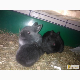 Продам карликовых милых кроликов