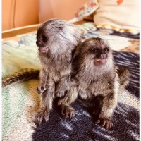 Ручная обезьяна игрунка-обезьянка мармозетка