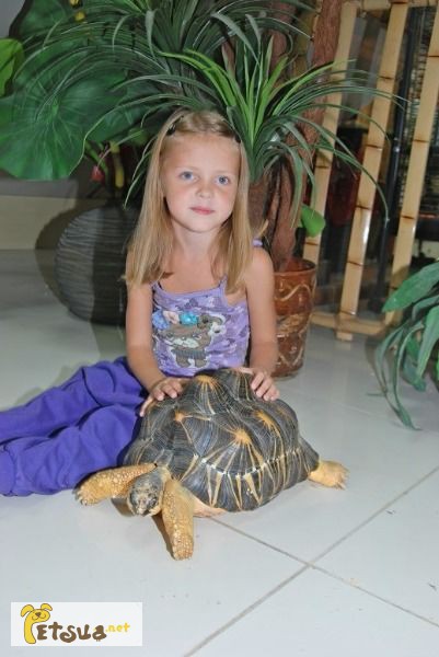 Фото 1/1. Лучистая мадагаскарская черепаха