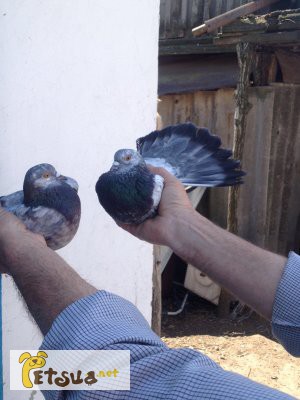 Фото 3/9. Продам голубей старой херсонской породы