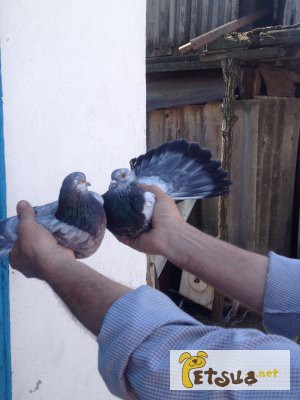 Фото 4. Продам голубей старой херсонской породы