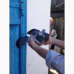 Продам голубей старой херсонской породы