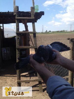 Фото 6. Продам голубей старой херсонской породы
