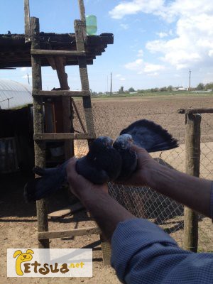 Фото 7. Продам голубей старой херсонской породы