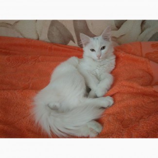 Белого красавца-кота только в хорошие руки бесплатно