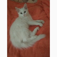Белого красавца-кота только в хорошие руки бесплатно